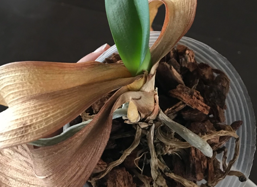 蝴蝶兰救活方法