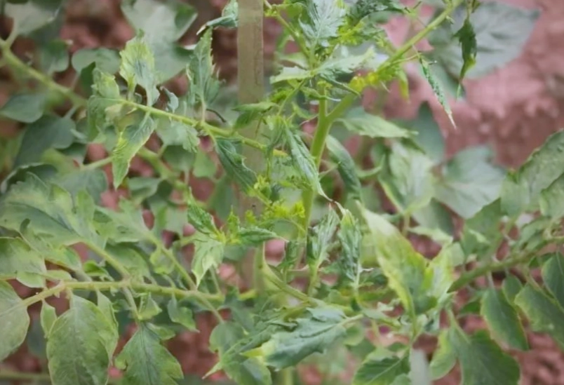 蕃茄疏葉方法 蕃茄疏葉方法