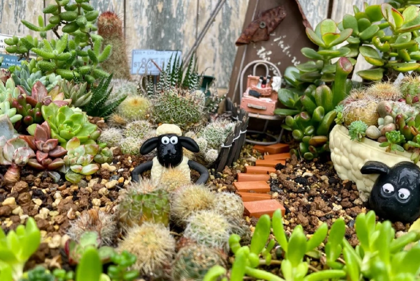 多肉植物袖珍花园