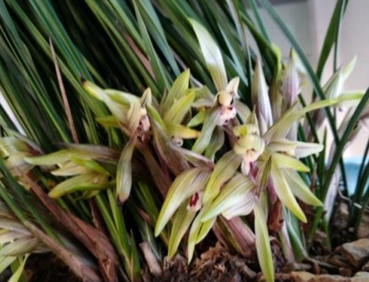 延長蘭花花期 延長蘭花花期