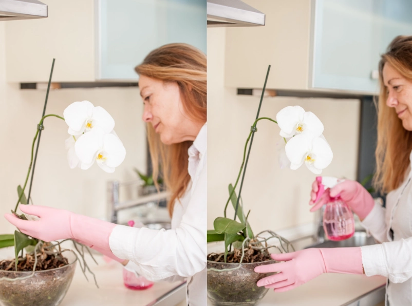 蝴蝶兰浇水注意事项 蝴蝶兰浇水注意事项