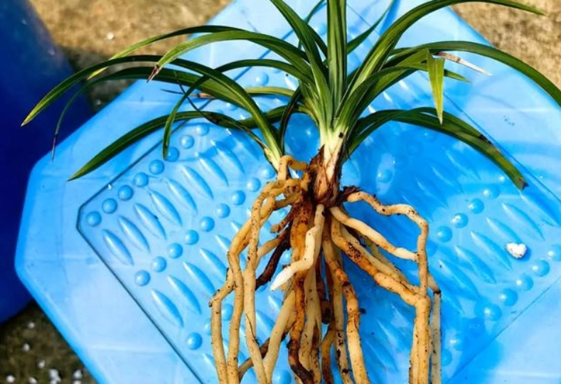 蘭花根部修剪技巧