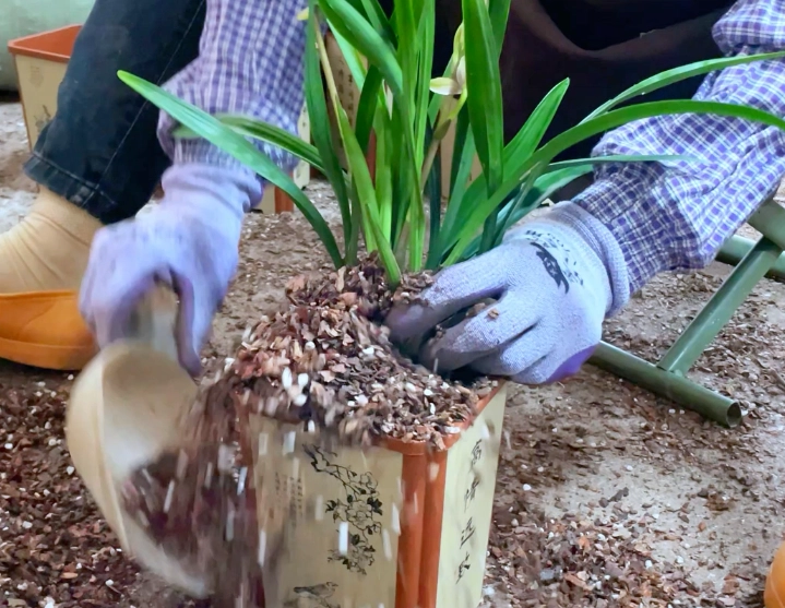 蘭花介質選擇 蘭花介質選擇