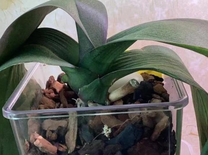 蘭花養護技巧 蘭花養護技巧