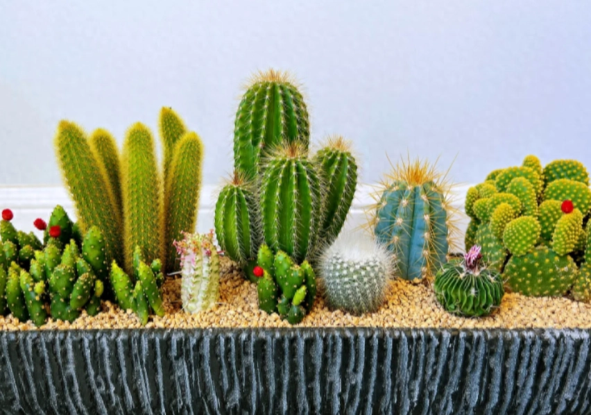 室內仙人掌益處