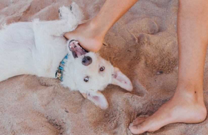 狗咬腳夢境解析