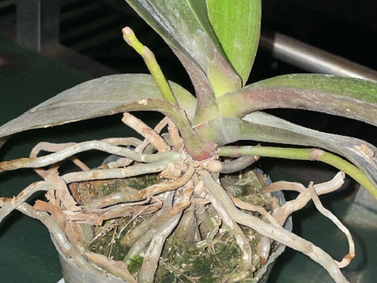 蘭花氣根外露原因 蘭花氣根外露原因