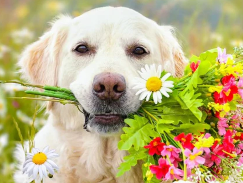 狗友好花園 狗友好花園