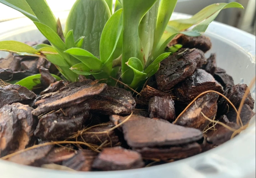 蘭花介質配方 蘭花介質配方