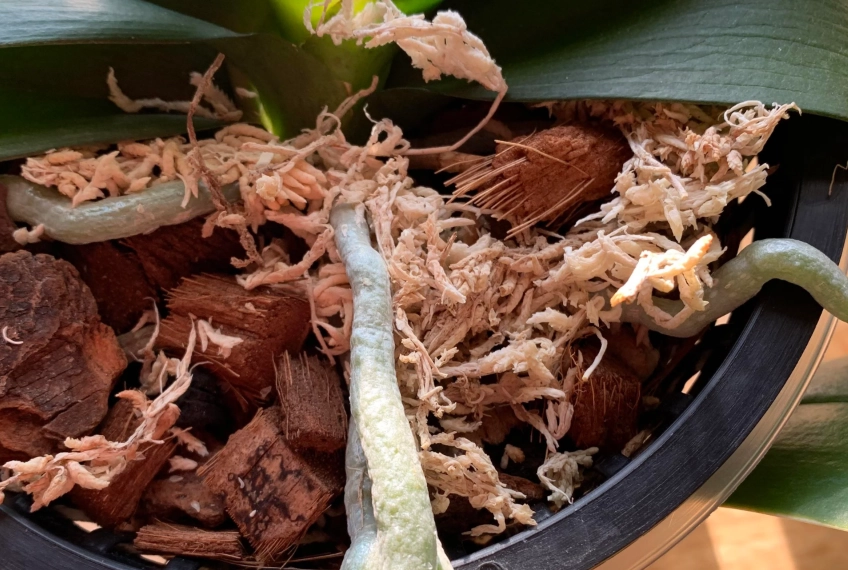 氣根顏色判斷 氣根顏色判斷