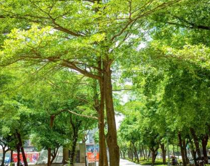 小葉欖仁樹護理 小葉欖仁樹護理