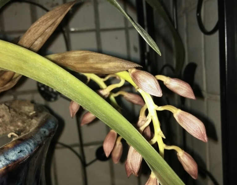 蘭花花苞枯萎原因 蘭花花苞枯萎原因