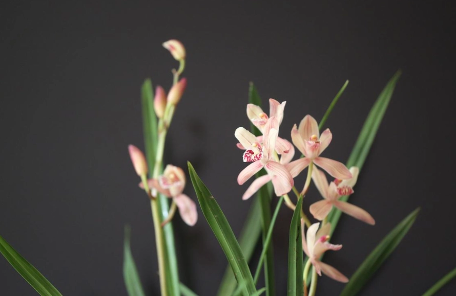 蘭花花期 蘭花花期