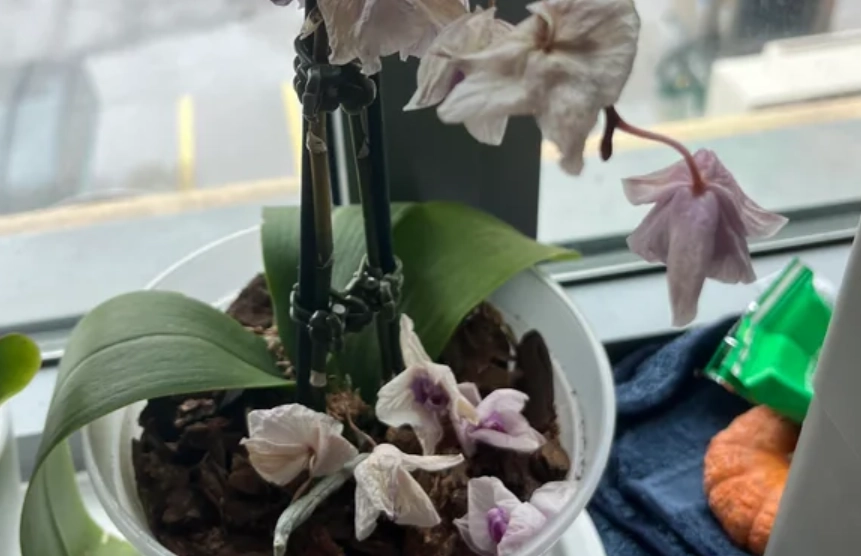 蘭花謝後養護 蘭花謝後養護