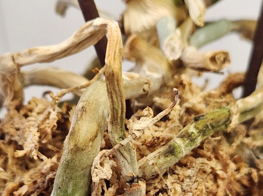 蝴蝶兰救活方法 蝴蝶兰救活方法