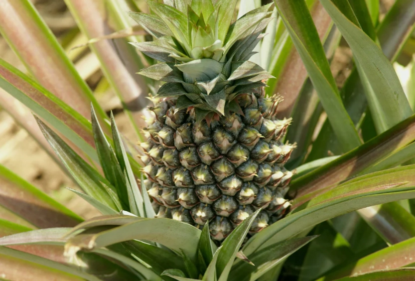 菠蘿栽培技巧