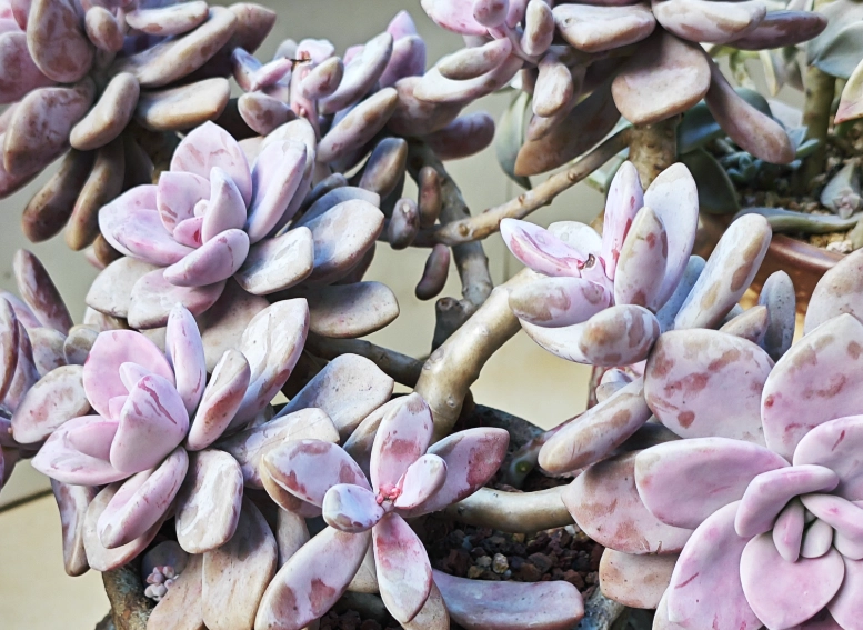 多肉植物风水 多肉植物风水