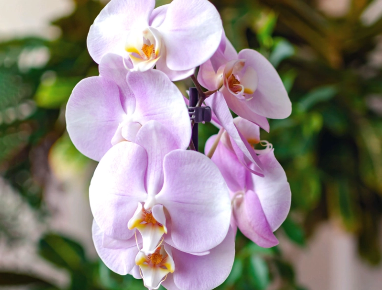 蝴蝶兰浇水频率