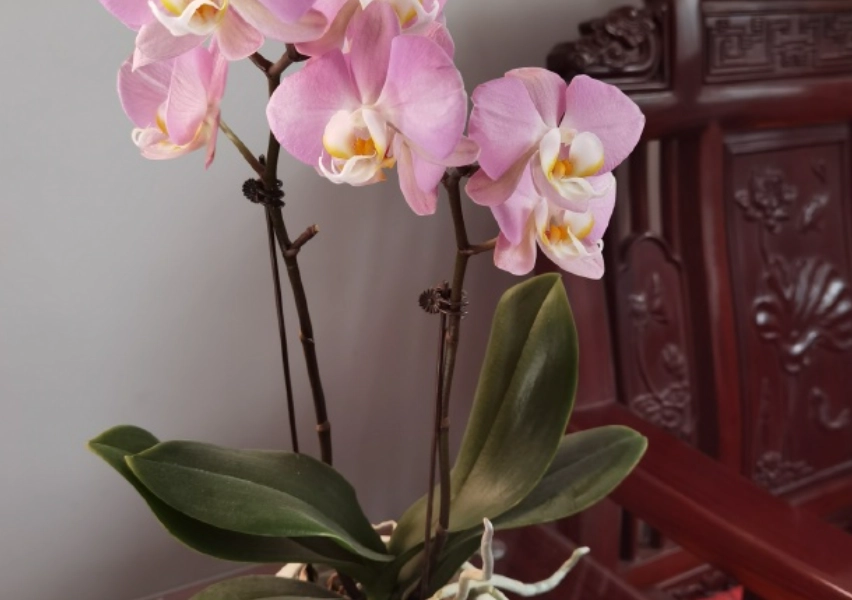 蝴蝶兰养护技巧