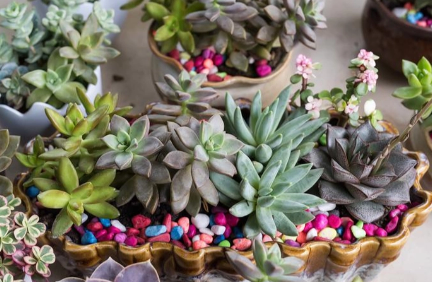多肉植物優點 多肉植物優點