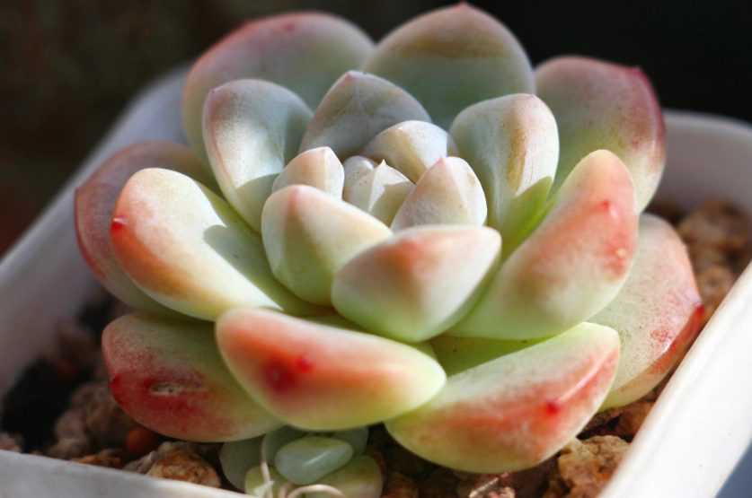 九重天多肉養護