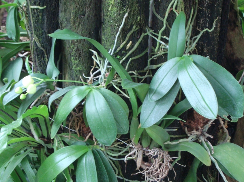 蘭花健康指標 蘭花健康指標