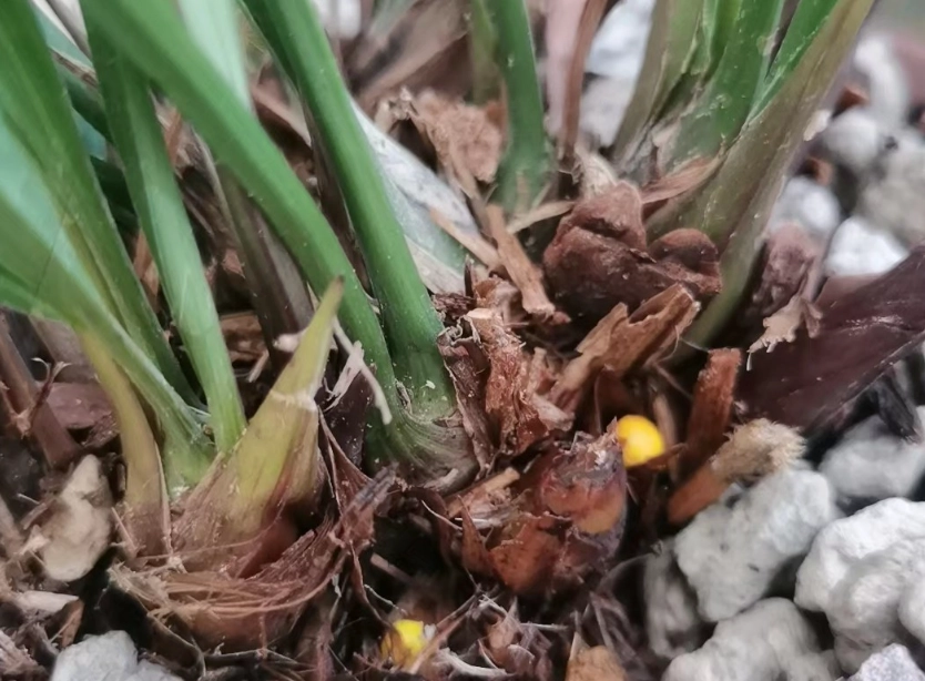 木屑養蘭花方法