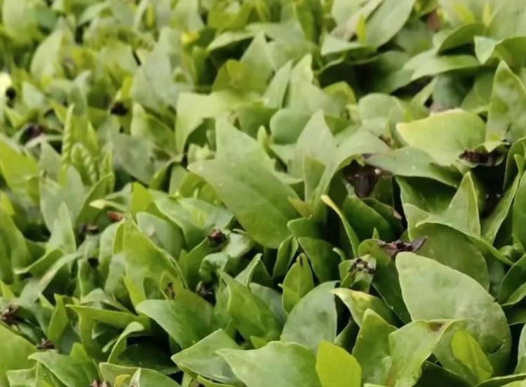 玉蘭花種子如何發芽 玉蘭花種子如何發芽