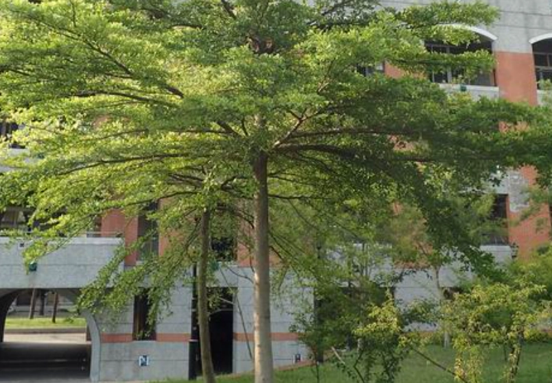 小葉欖仁修剪時間 小葉欖仁修剪時間