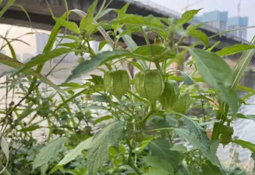 燈籠果修剪方法