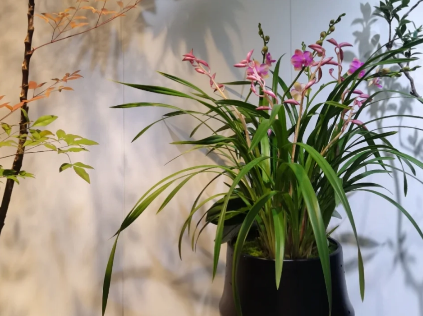 蘭花室內養護 蘭花室內養護