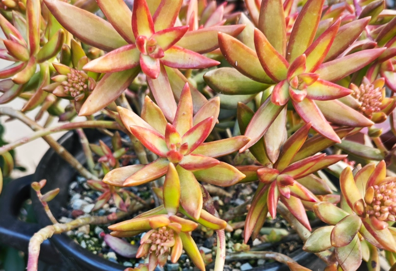 多肉植物风水 多肉植物风水