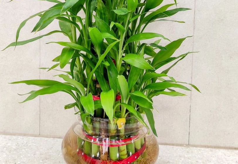 富貴竹照顧方法