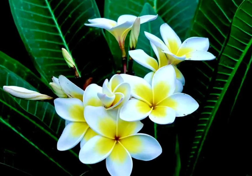 雞蛋花貓品種 雞蛋花貓品種