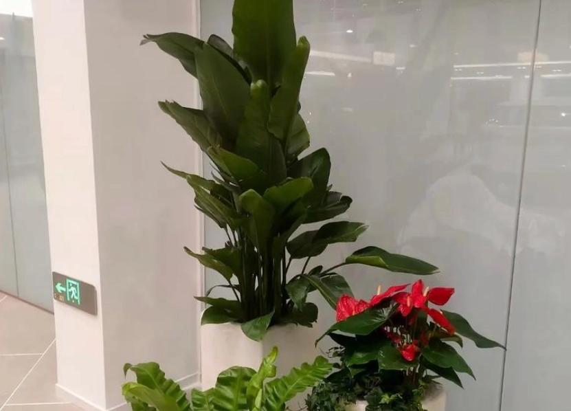 天堂鳥日照需求 天堂鳥日照需求