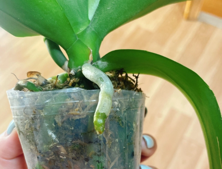 蘭花不開花原因