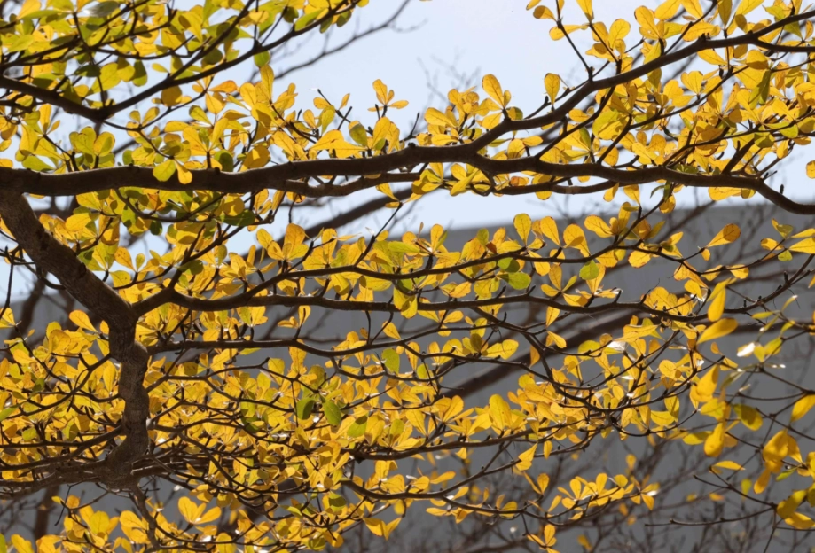 落葉期養護方法