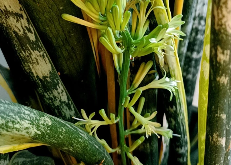 虎尾蘭開花方法