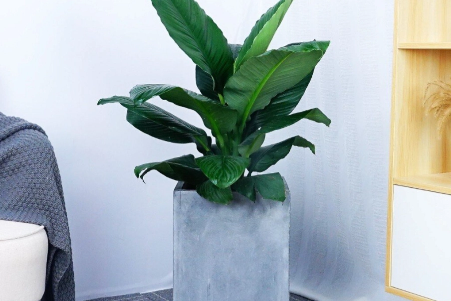 綠巨人植物病害 綠巨人植物病害