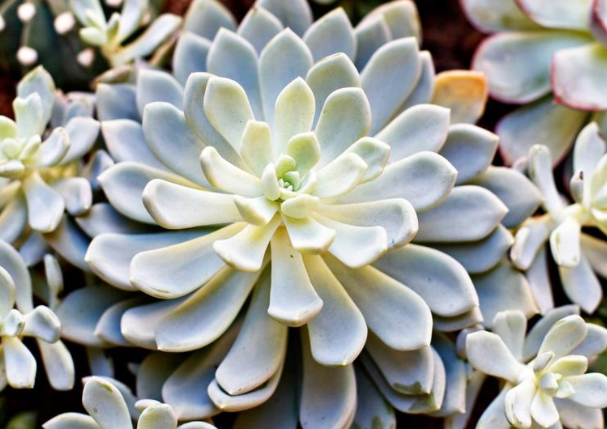 多肉植物優點 多肉植物優點