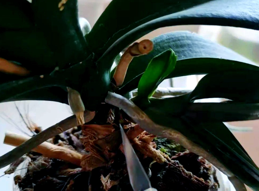 蝴蝶蘭分株方法 蝴蝶蘭分株方法