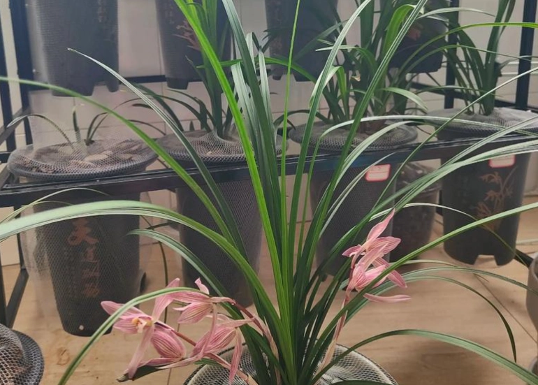 兰花养殖方法 兰花养殖方法