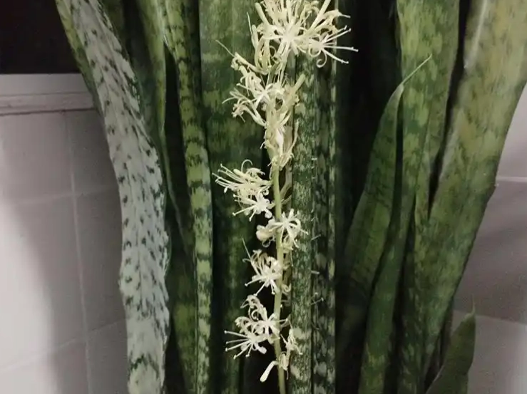 虎尾蘭開花 虎尾蘭開花