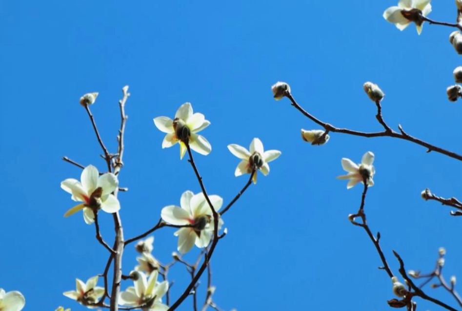 玉蘭花保存方法