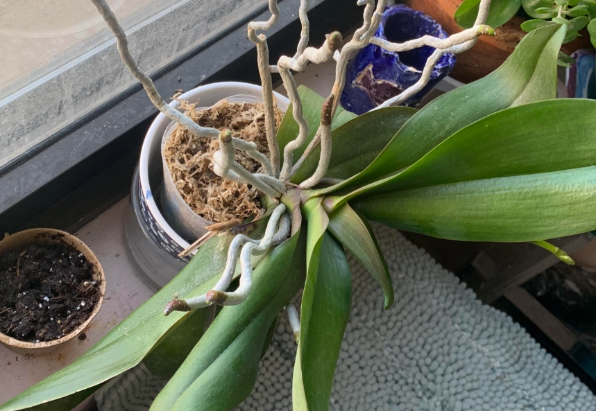 蝴蝶蘭修剪方法 蝴蝶蘭修剪方法