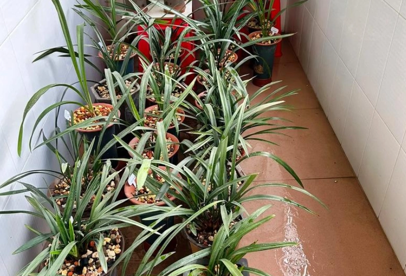 蘭花室內種植 蘭花室內種植