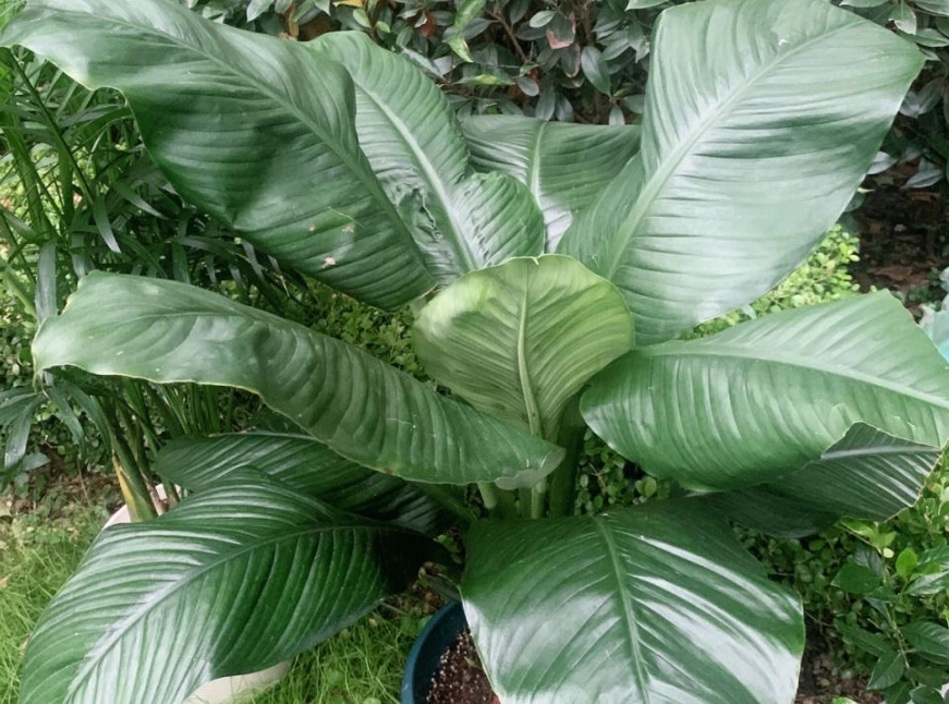 綠巨人植物照顧 綠巨人植物照顧