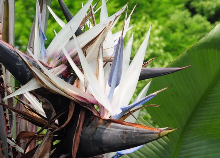 天堂鸟分类 天堂鸟分类