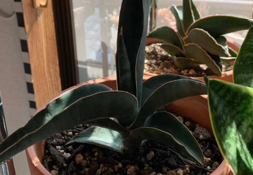 虎尾蘭養護技巧 虎尾蘭養護技巧