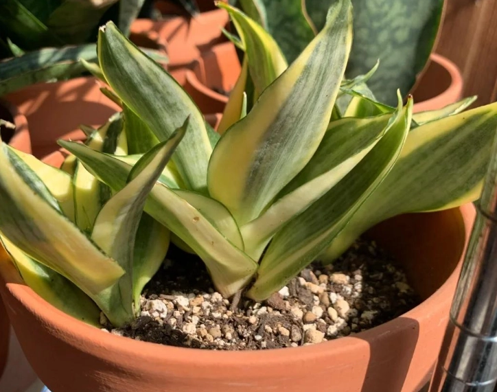 虎尾蘭養護技巧 虎尾蘭養護技巧